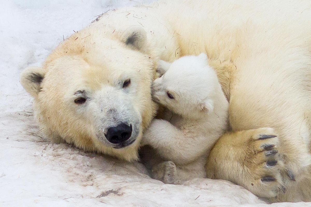 Lime Creek Littles - Arctic Antics