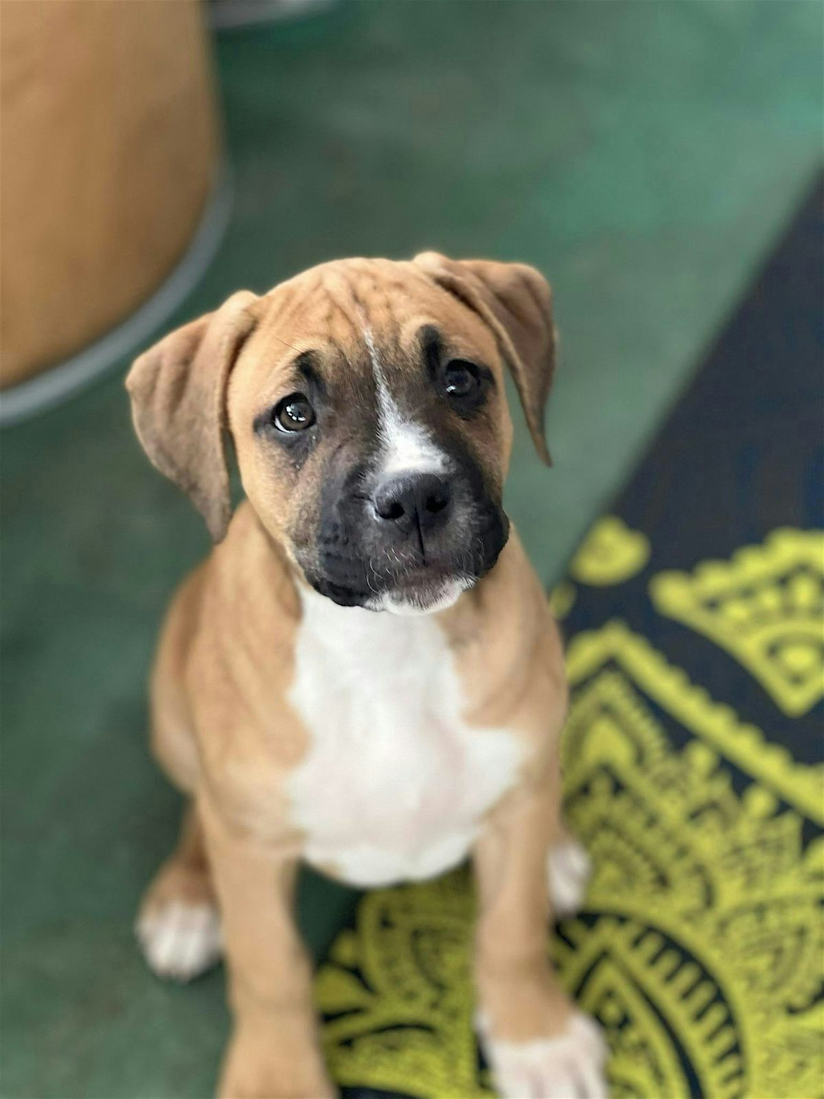 Rescue Puppy Yoga -  Pet Wants Olde Town Arvada