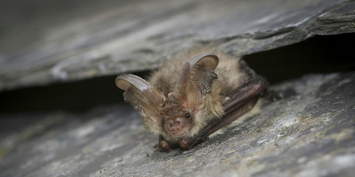 Free Wild Banbury Event - Bat Walk - Spiceball Park - Friday 11 October