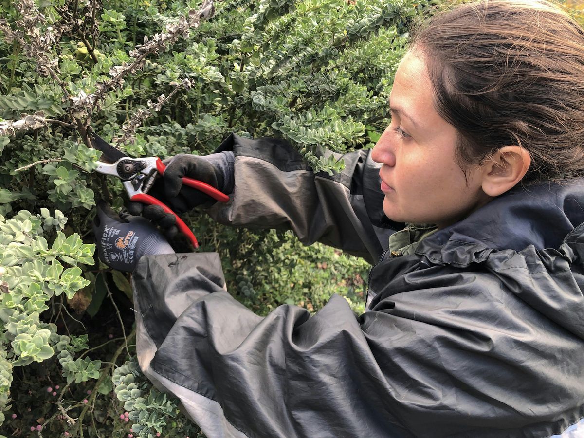 Plant Pruning