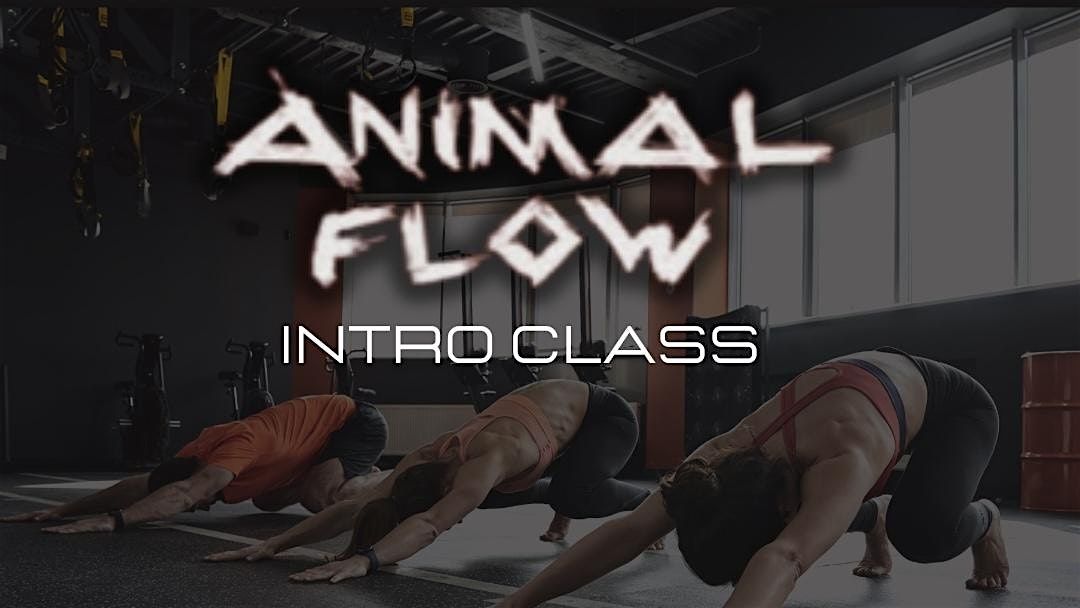 ANIMAL FLOW  intro class