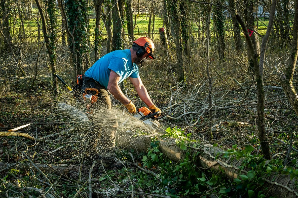 Woodland Trust: Young Woodland Management Workshop, Essex