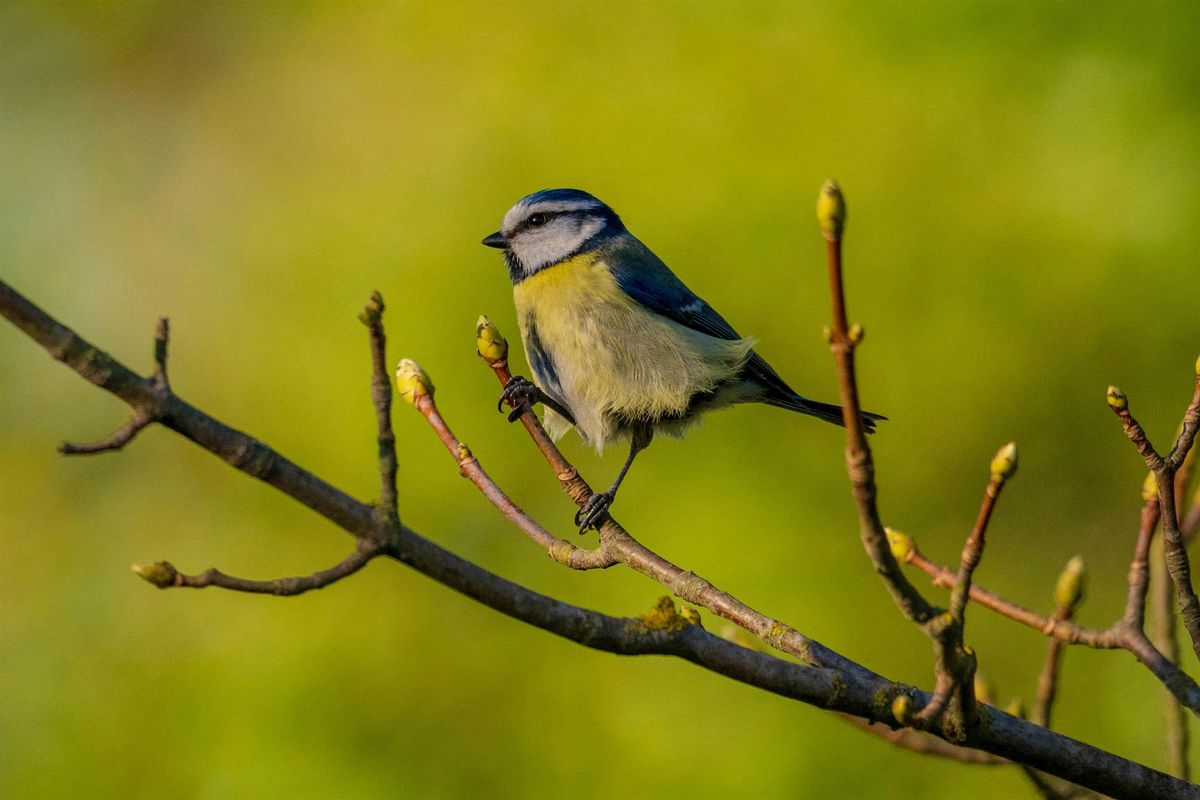 Focus On The Wild - Cambridge Photography Month