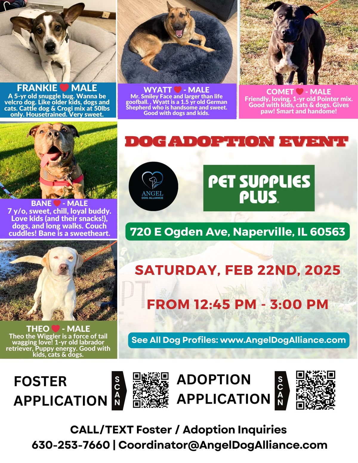 DOG ADOPTION EVENT IN NAPERVILLE