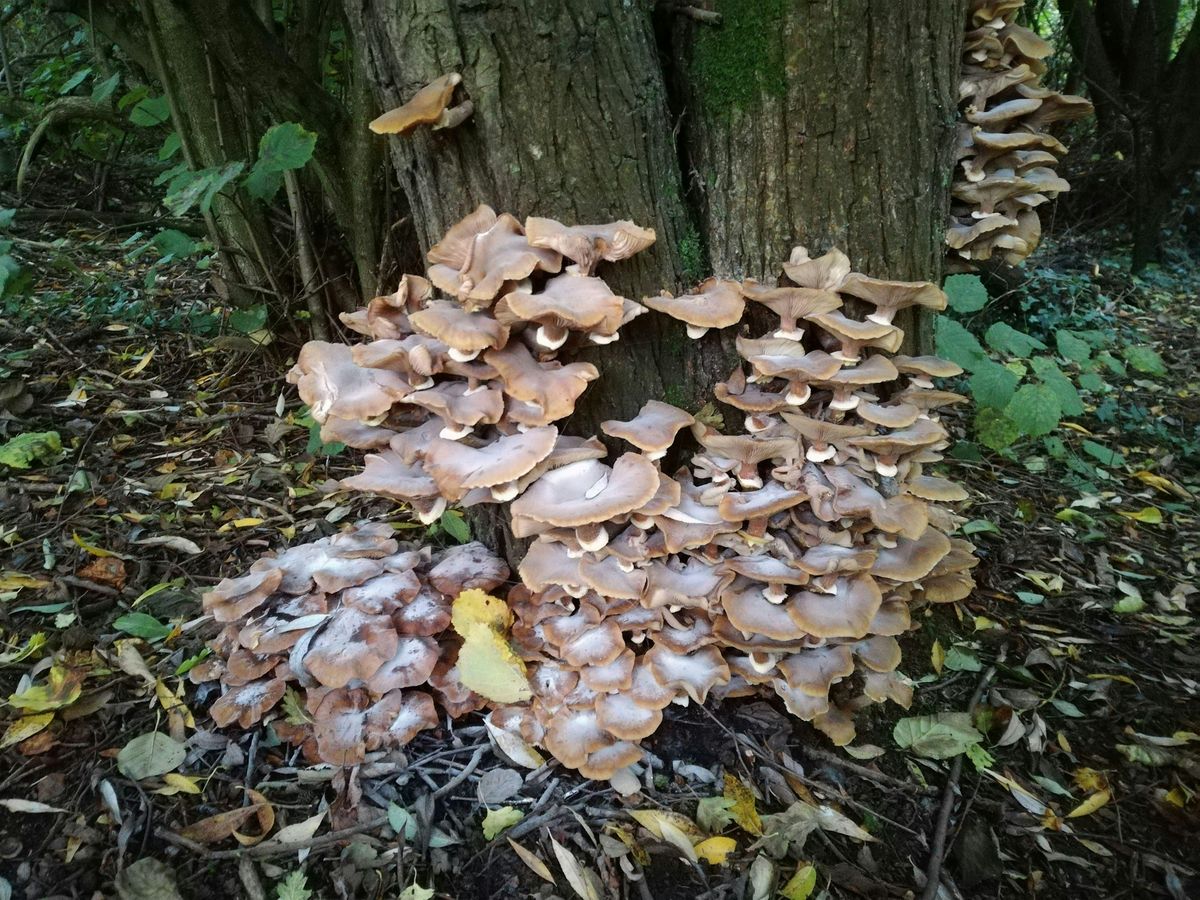 Autumn afternoon fungi walk in Cannon Hill Park