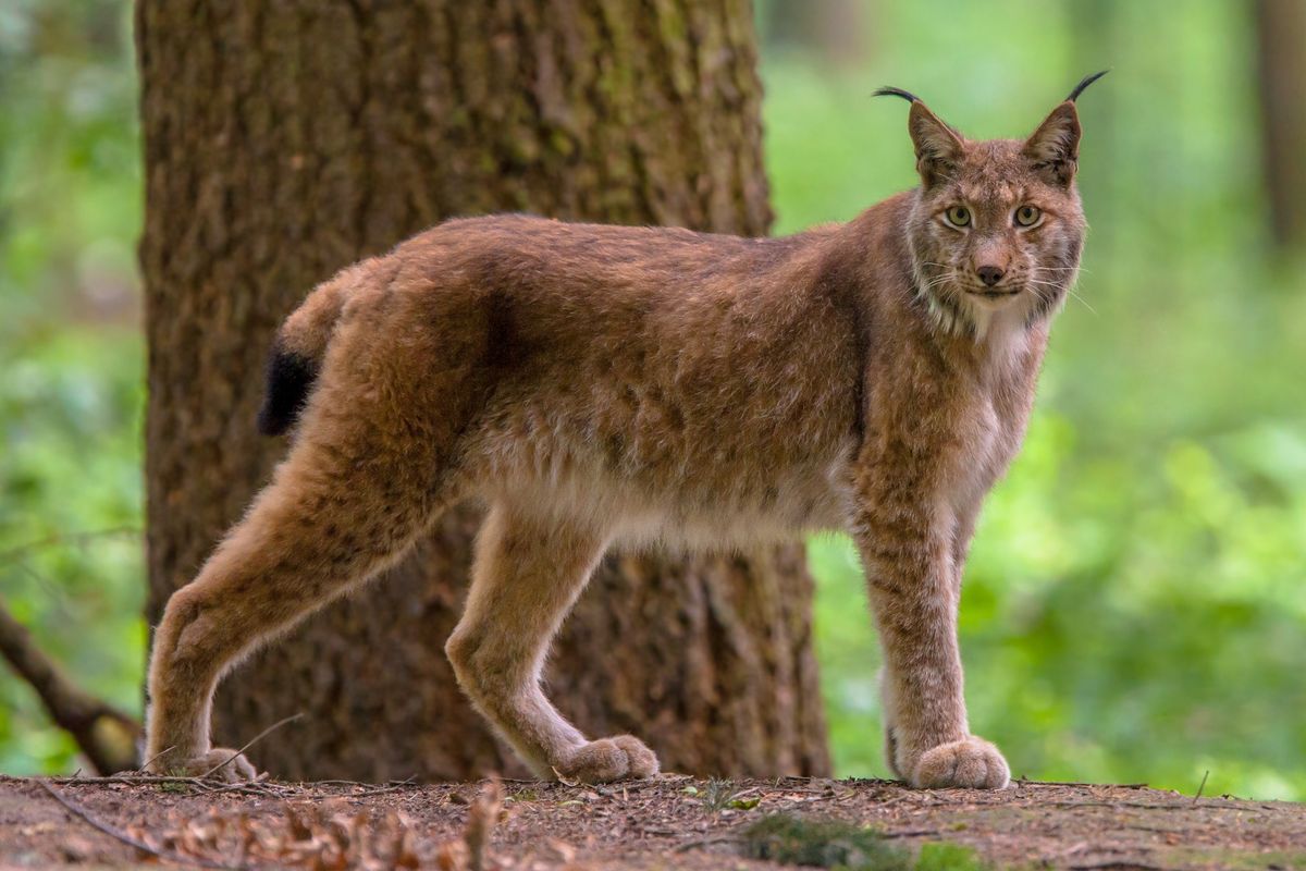 Woop Talk - Wildcats, Lynx & Wolves: The Future of Rewilding with Predators