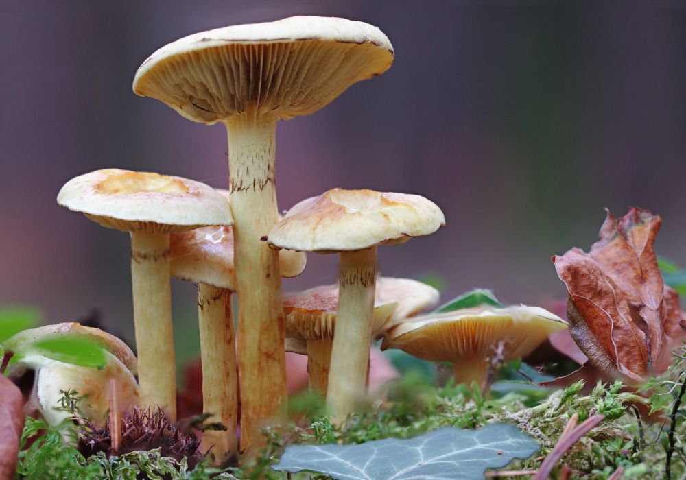 Mountain Mushrooms Workshop: Fungus Among Us!