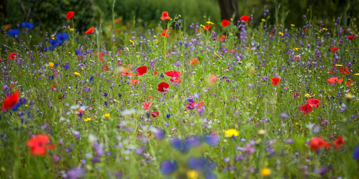 Wildflower Trivia