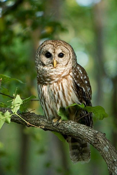 Nature Trivia Night Social