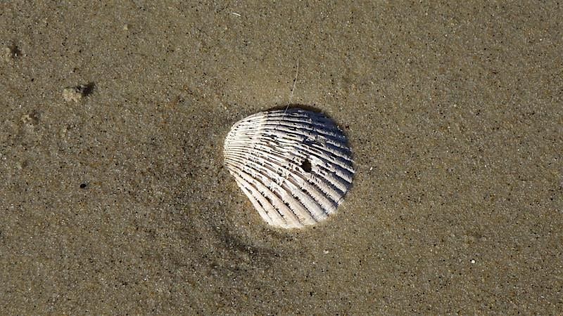 Fossil Frenzy Hike