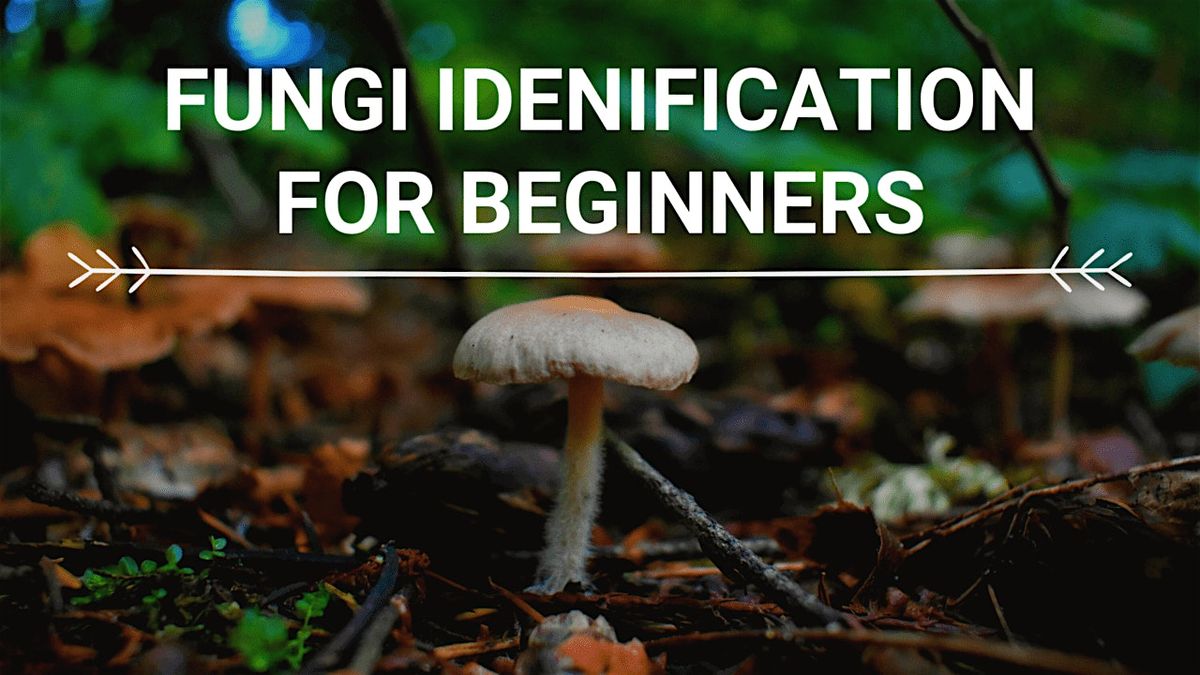 Fungus Among Us: Introduction to Fungi (ID Tools & Safety)[Single Class]