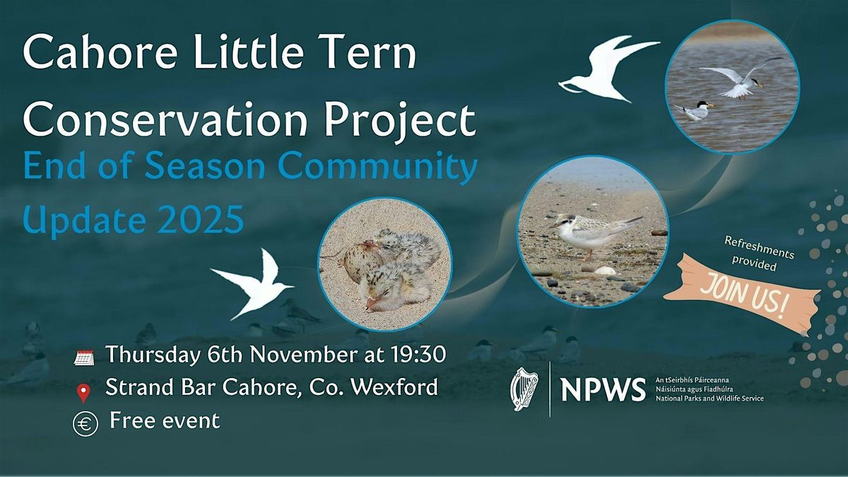 Cahore Little Tern  Conservation Project - End of Season Community Update