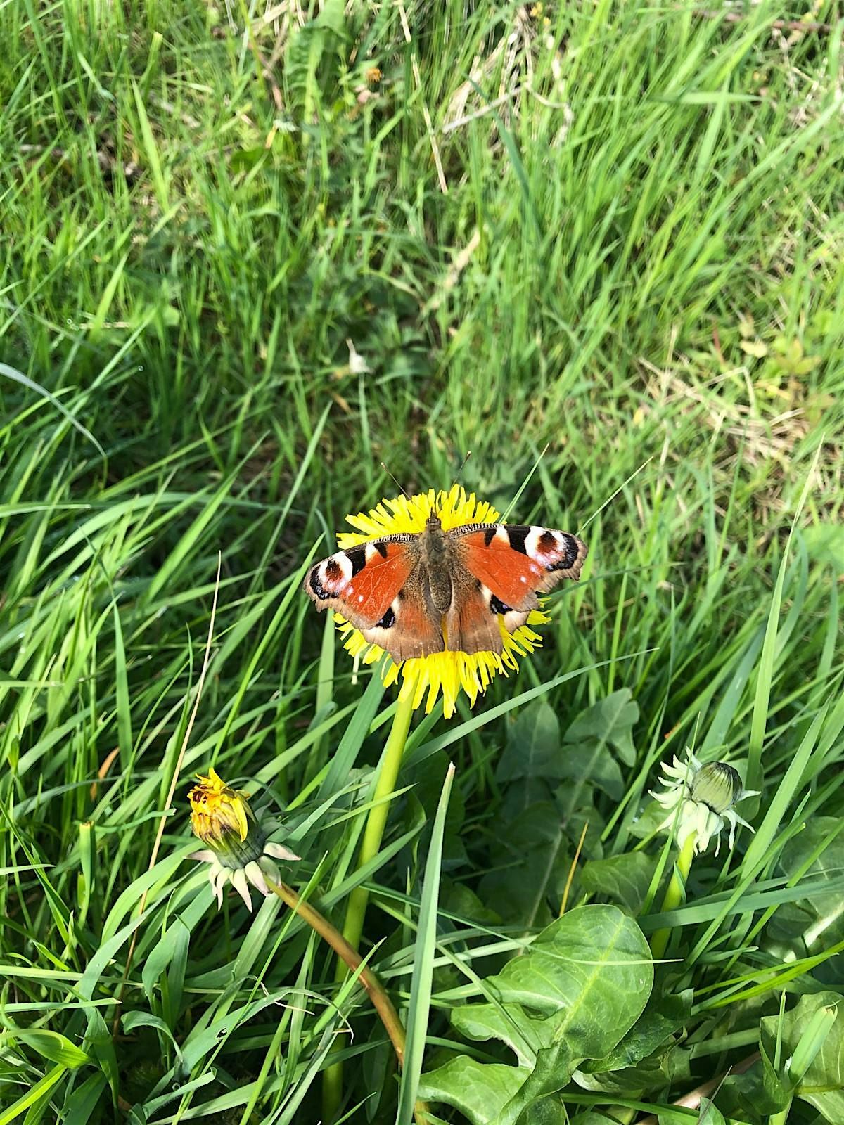 Butterfly Walk