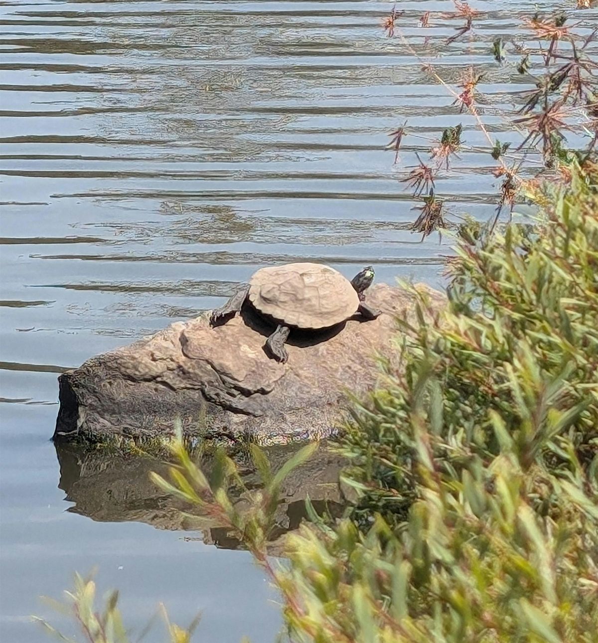 Spring EcoTeam: Turtle BMPs