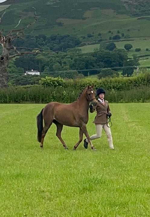 Llandyrnog Horse Show 21st June 2025