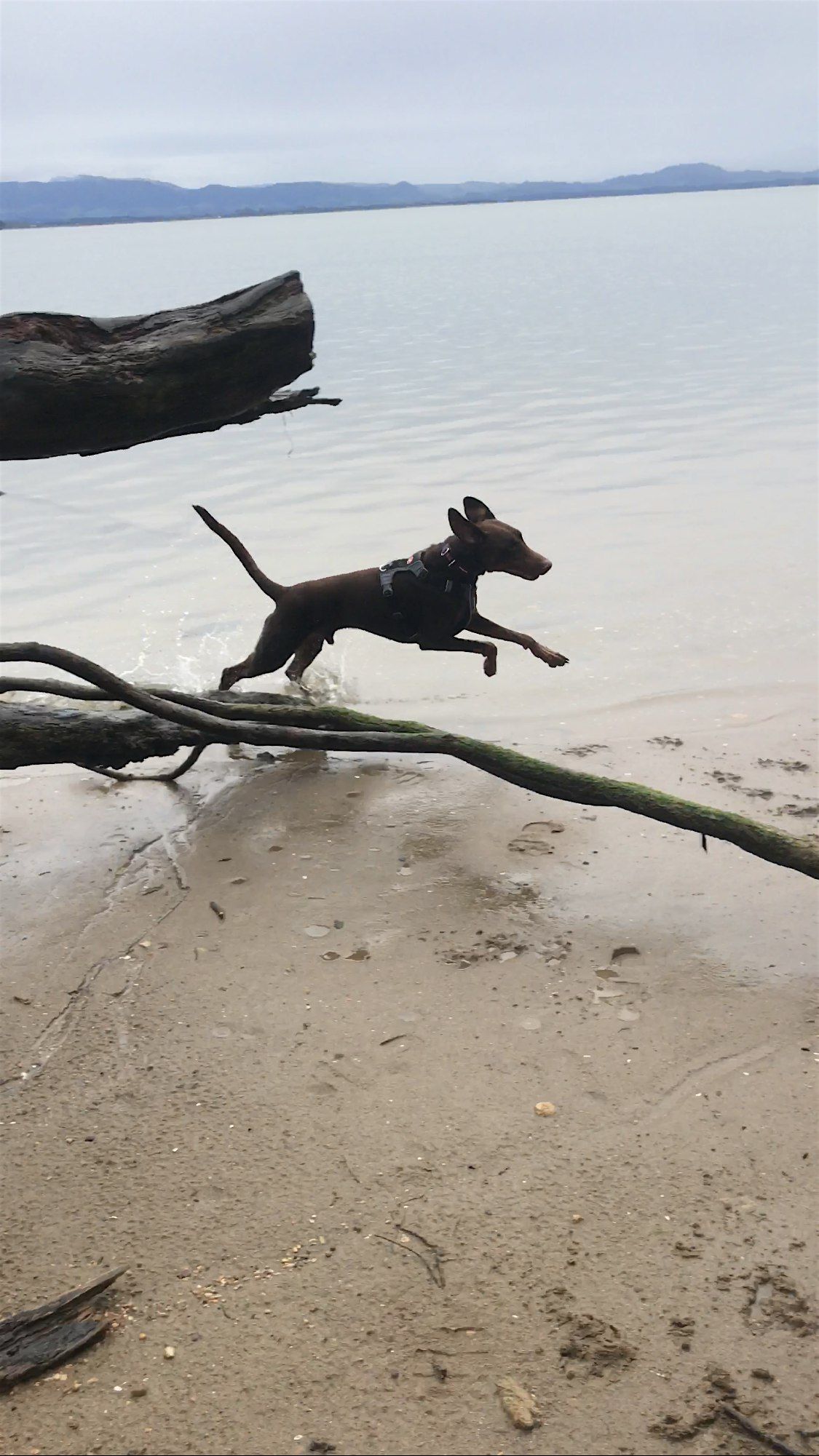 North Shore Auckland Forage Adventure!