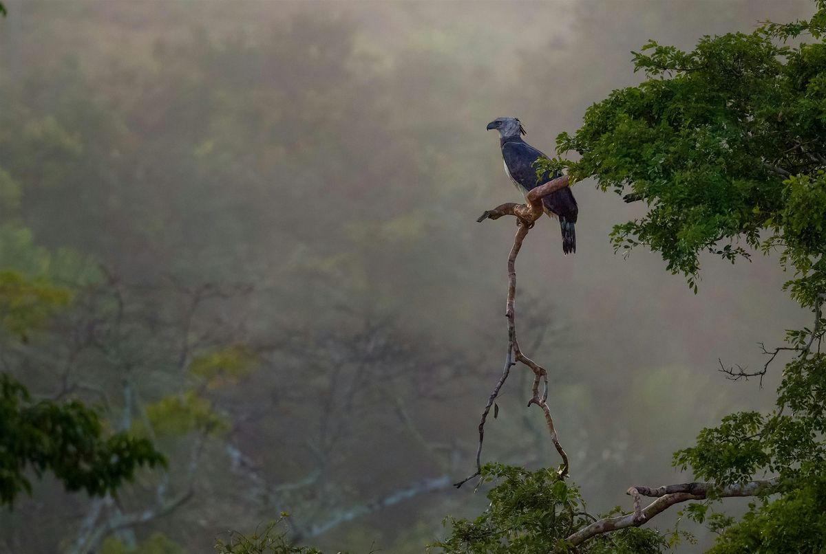 Strengthening Bird Habitats and Coastal Resilience in Panama