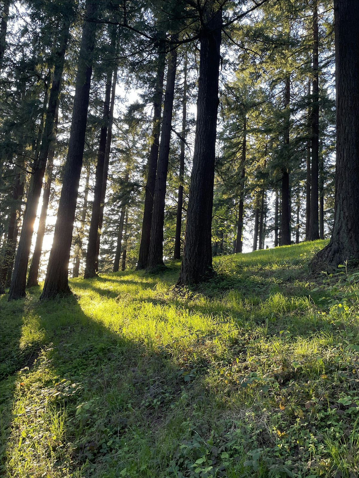 Walk with Wonder
