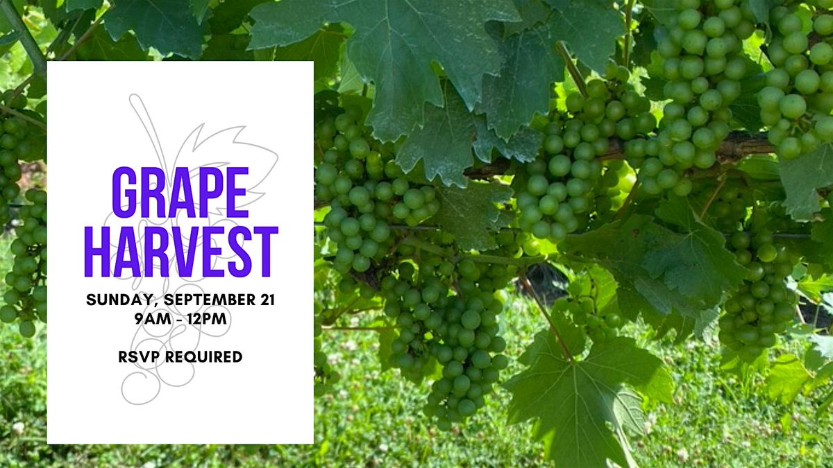 Open Harvest - Grape Picking
