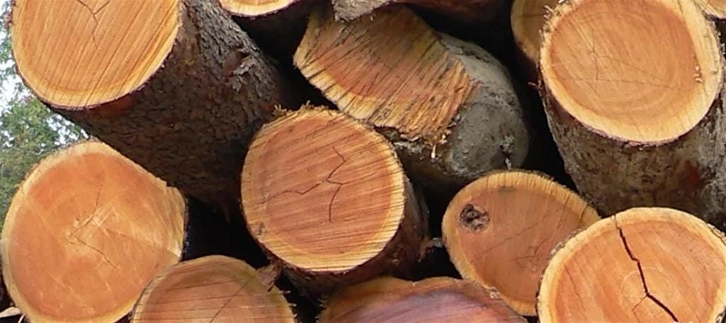 Hardwood Sawmill Tour