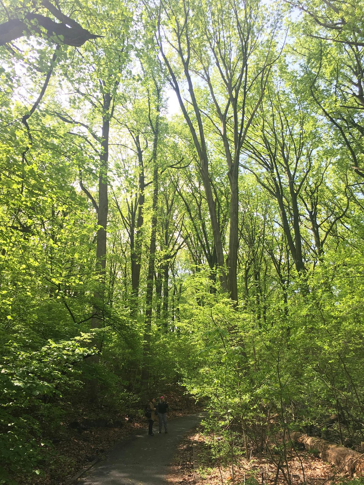 Inwood Hill Park Fire Ecology and Restoration Walk!
