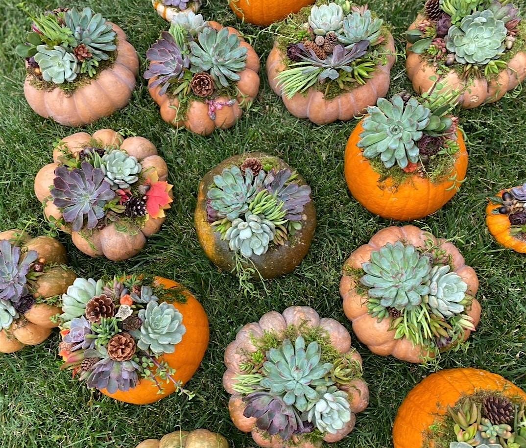 Succulent Pumpkin Workshop