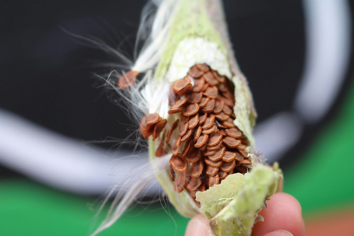 Seed Saving with Massachusetts Master Gardeners