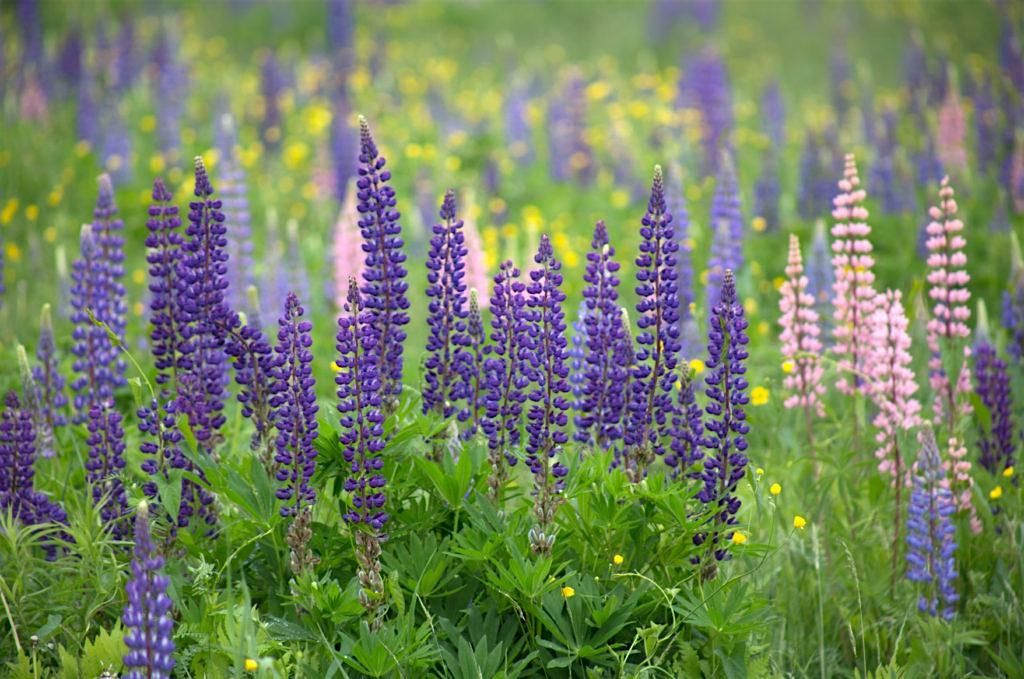 Peel Climate Ready Homes: Native Plants Workshop