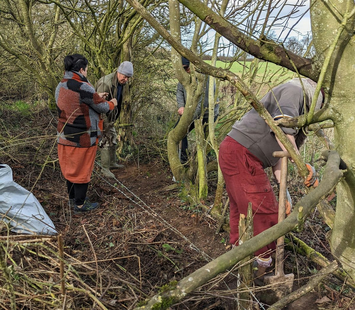 Hedgelaying and Planting