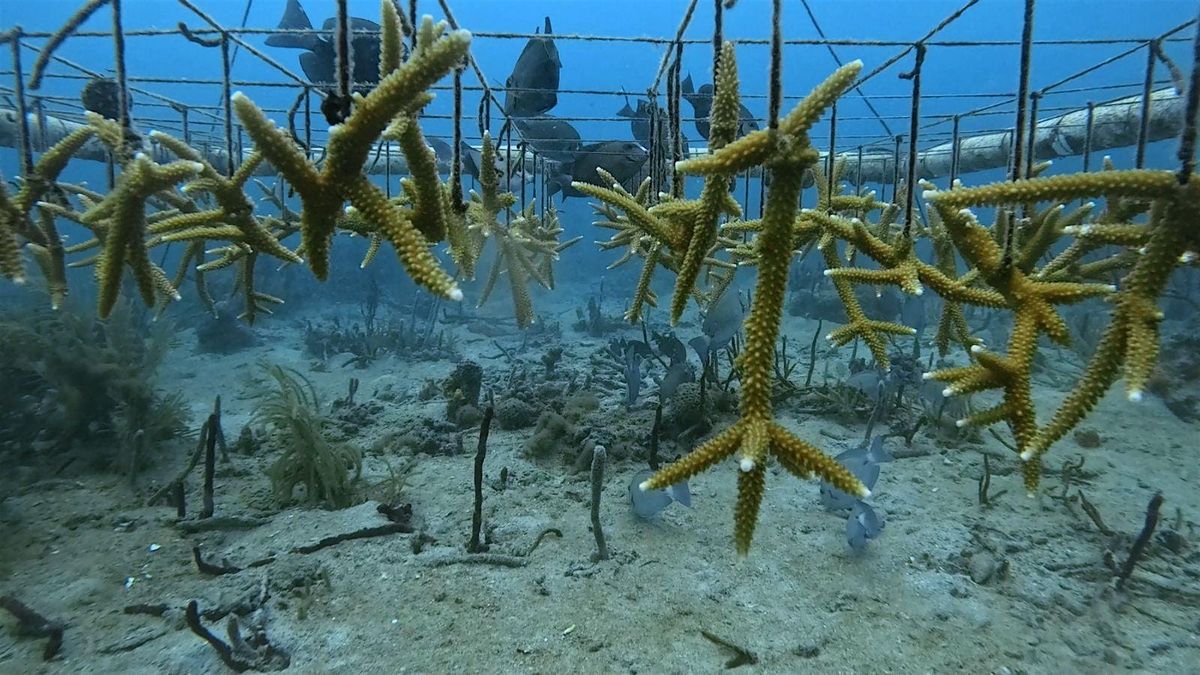 Reef Royale - GAME ON for Coral Reefs