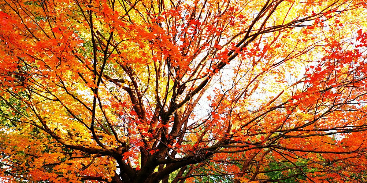 Fall Foliage Walk (Ages 8+)
