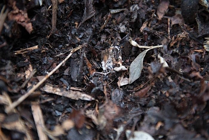 FREE Workshop:  Sheet Mulching