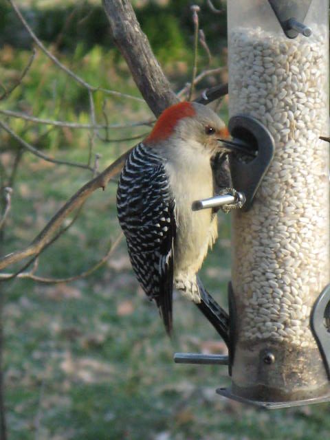 Woodpecker Workshop