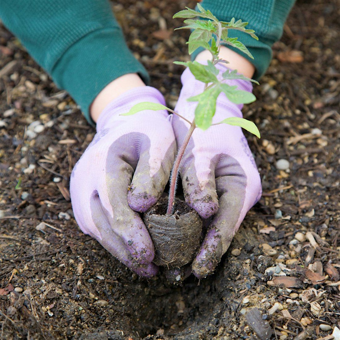 ReGrow Volusia Planning Your Winter Garden
