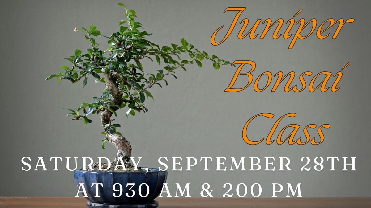 Juniper Bonsai Class