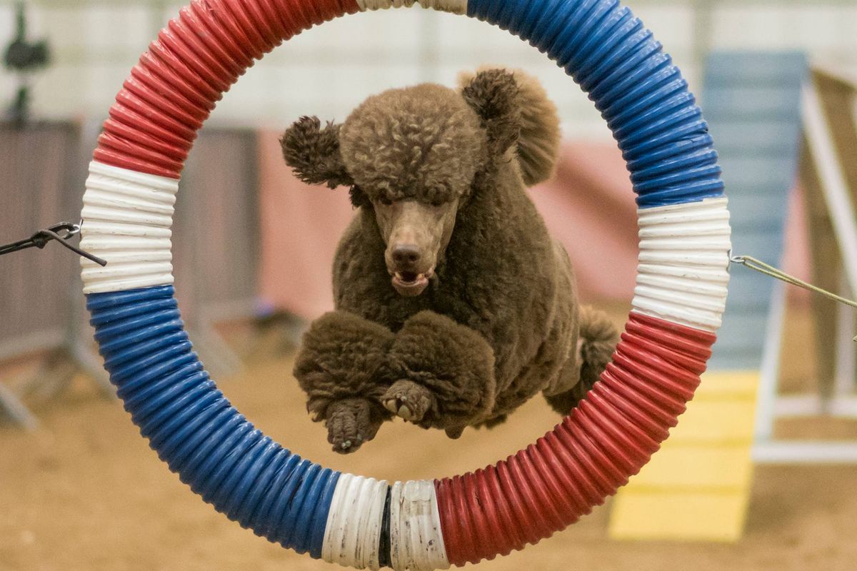 Columbine State Poodle Club Agility Trial