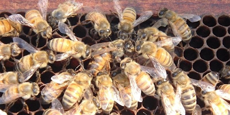 Intro to Beekeeping workshop-Sat., April  12th, 9am-3pm