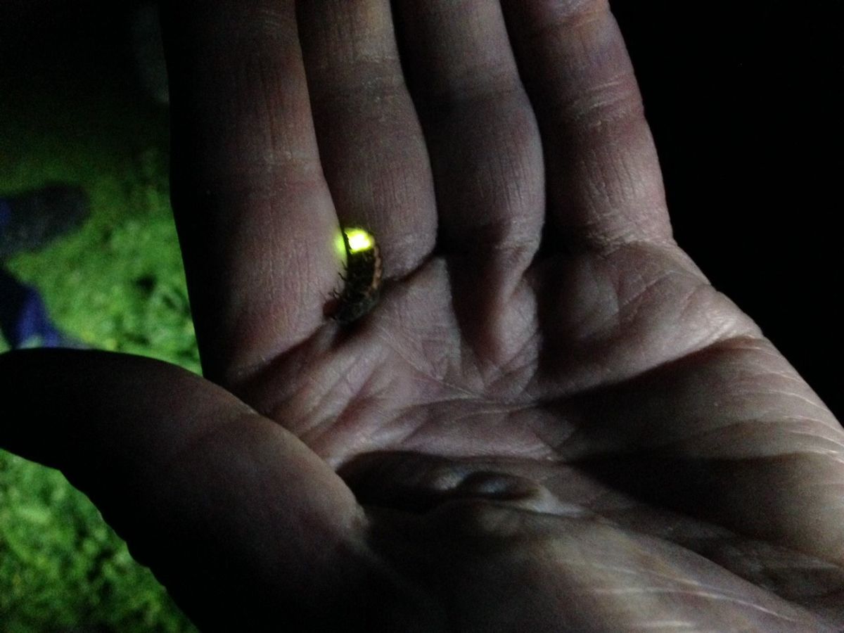 Glow-worm Hunt 