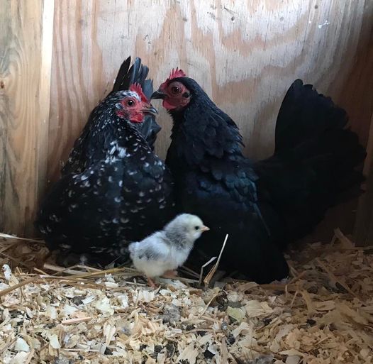 Cumberland/ Powhatan Poultry Small Animal Swap, 1913 Anderson Hwy