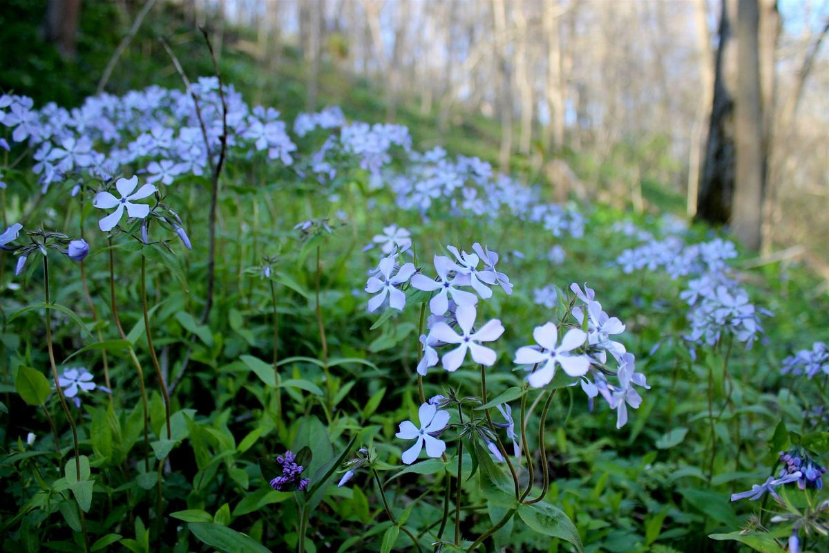 Spring Wildflower Walk at Shenks Ferry Wildflower Preserve