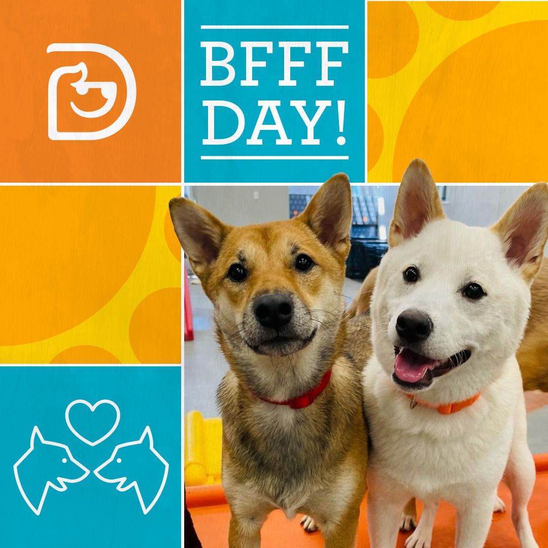 BFFF (Best Furry Friends Forever) Day