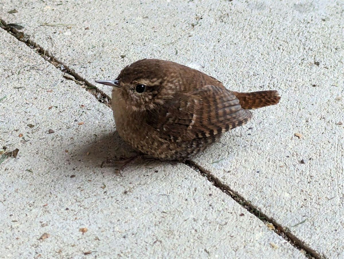 Winter Birding Sandy Hook - lot B meet up
