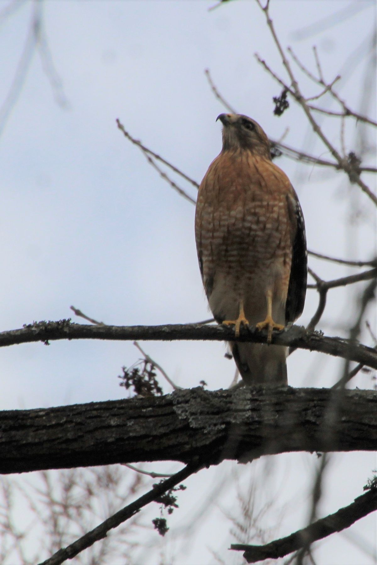 A Season of Birding Lectures - Predators in the Sky: Raptors!