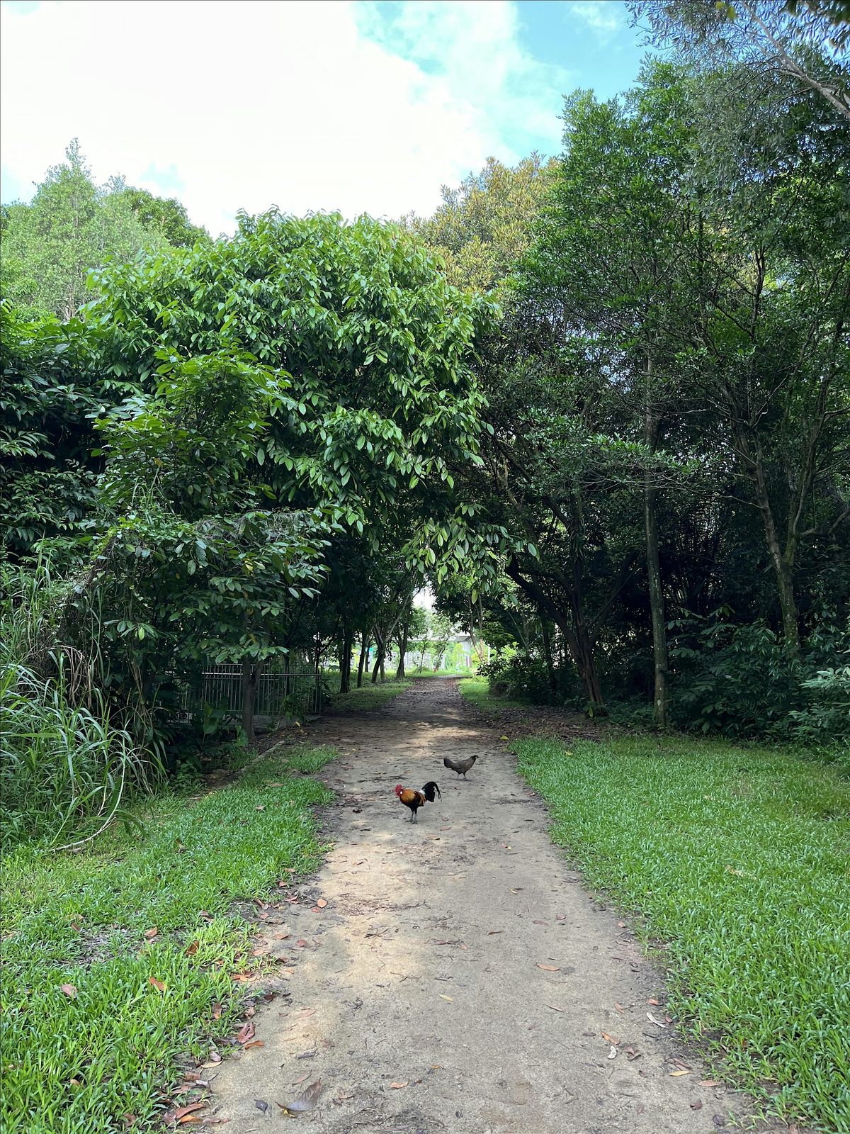 Forest Bathing: A Nature Immersion in Tampines Park