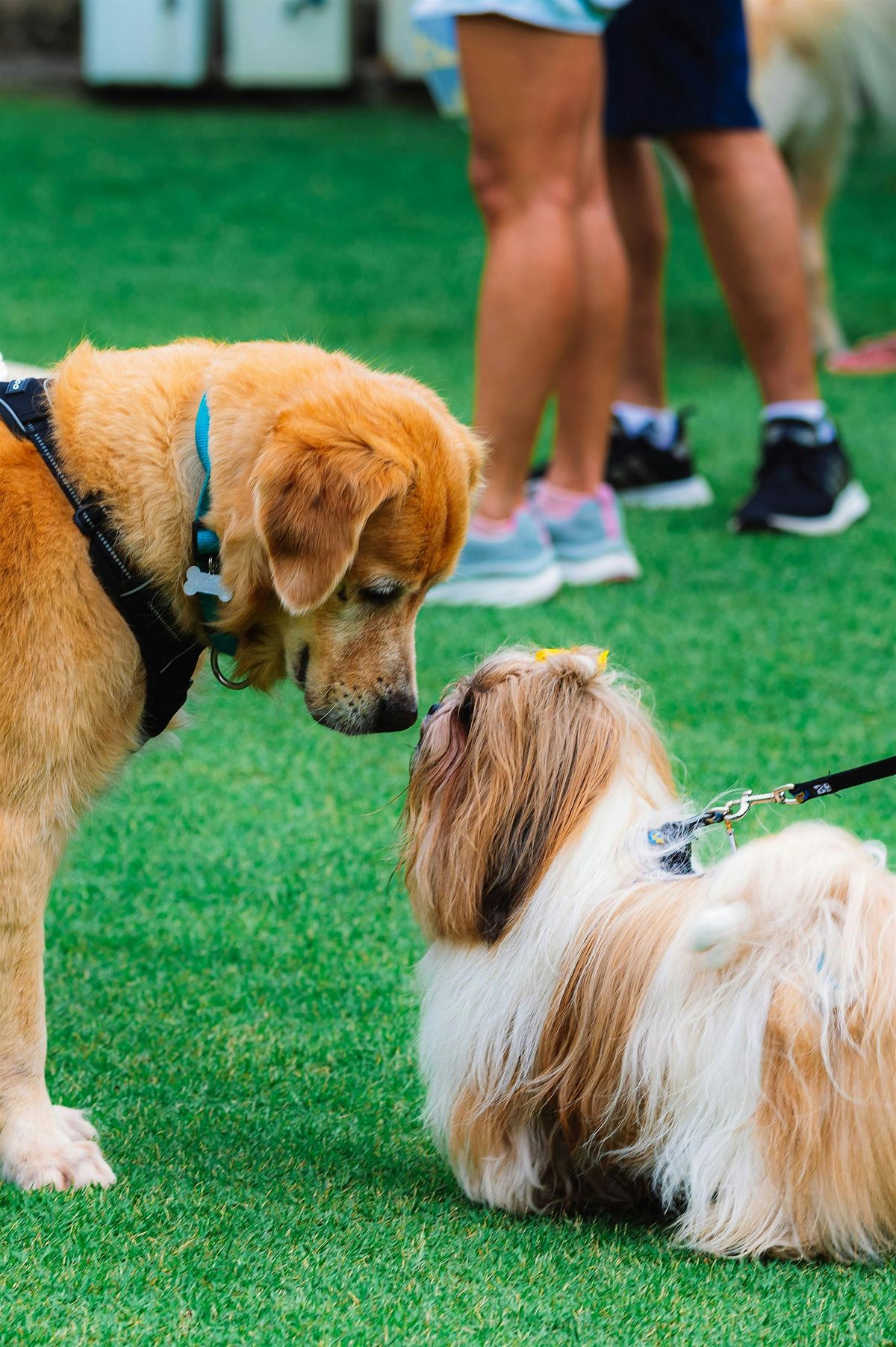 Peared x Dirty Habit: Yappy Hour & Pup Pool Party!