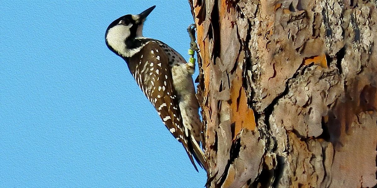 FIELD TRIP: St. Sebastian River Preserve State Park