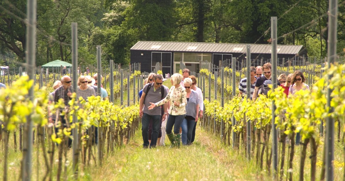 English Vineyard Tour & Wine Tasting