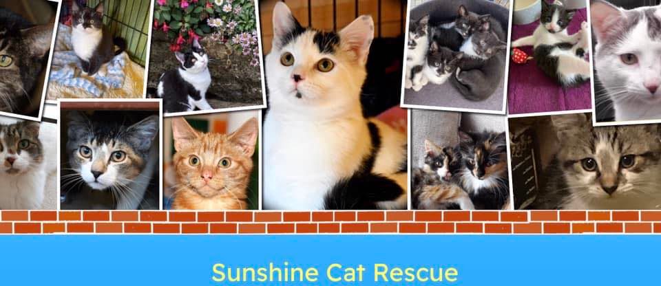 Sunshine Cat Rescue Jumble Sale