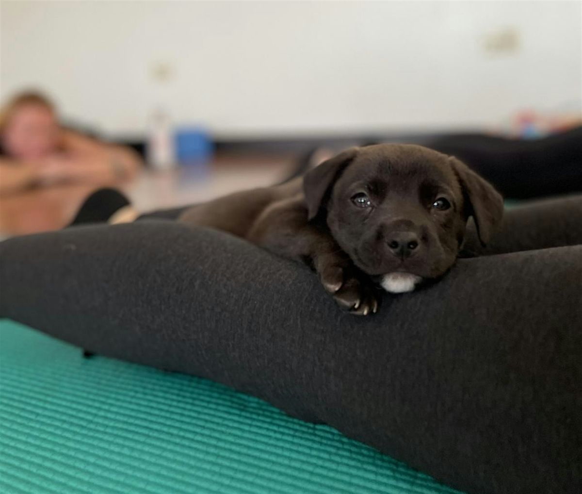 Rescue Puppy Yoga @ Colorado Athletic Club Denver Tech Center