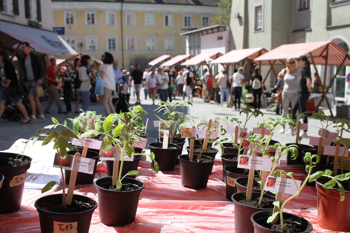 Setzlings- und Pflanzenmarkt am Unteren Stadtplatz 